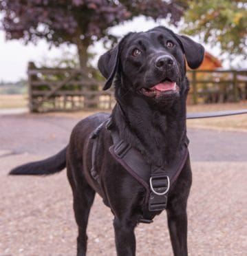 BAS Dog team member